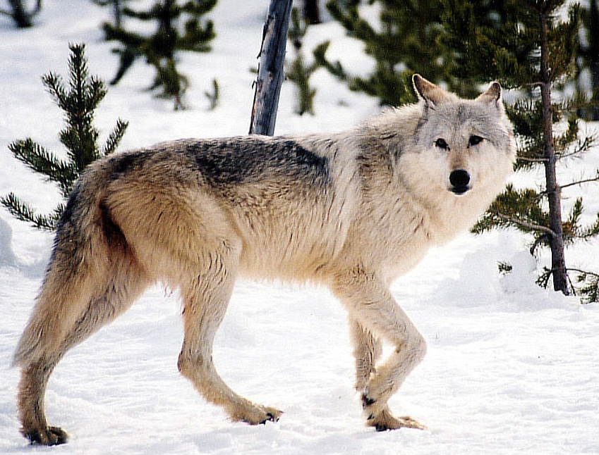 Unveiling the Majesty: Exploring the Enchanting World of Arctic Wolves